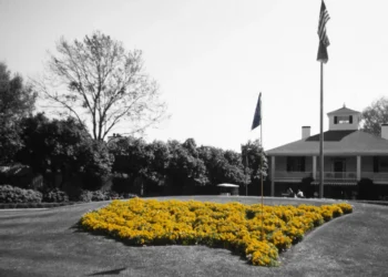 Vibrant yellow flowers in heart shape.
